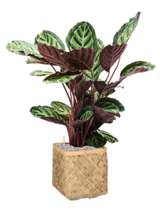 {{productViewItem.photos[photoViewList.activeNavIndex].Alt || productViewItem.photos[photoViewList.activeNavIndex].Description || 'Calathea rosea-picta var. illustris in Bohemian'}}