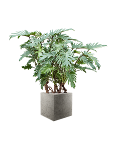 {{productViewItem.photos[photoViewList.activeNavIndex].Alt || productViewItem.photos[photoViewList.activeNavIndex].Description || 'Philodendron &#39;Xanadu&#39; in Grigio'}}