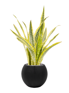 {{productViewItem.photos[photoViewList.activeNavIndex].Alt || productViewItem.photos[photoViewList.activeNavIndex].Description || 'Sansevieria trifasciata &#39;Lauren&#39; in Capi Nature Groove, 28282'}}