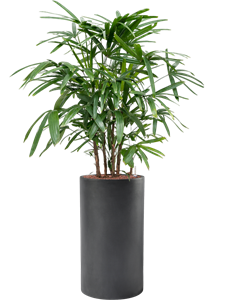 Rhapis excelsa in Baq Basic, 28850