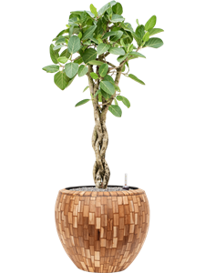 Ficus benghalensis 'Audrey' in Baq Facets Jenga