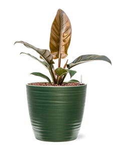 Philodendron 'Imperial Red' in Groove