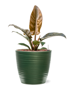 Philodendron 'Imperial Red' in Groove, 30028