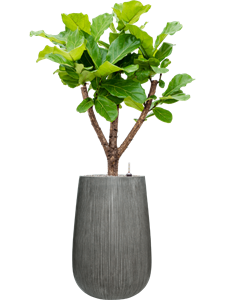 Ficus lyrata in Ridged Vertically, 30087