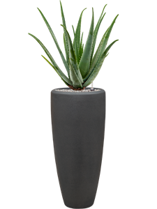 {{photo.Alt || photo.Description || 'Aloe vera barbadensis in Baq Polystone Plain'}}