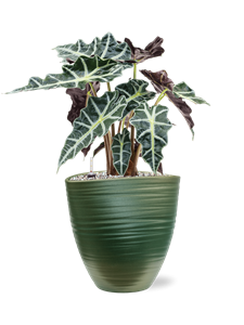 {{productViewItem.photos[photoViewList.activeNavIndex].Alt || productViewItem.photos[photoViewList.activeNavIndex].Description || 'Alocasia &#39;Polly&#39; in Groove'}}