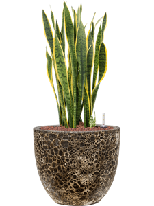 {{productViewItem.photos[photoViewList.activeNavIndex].Alt || productViewItem.photos[photoViewList.activeNavIndex].Description || 'Sansevieria trifasciata &#39;Laurentii&#39; in Baq Lava, 26065'}}