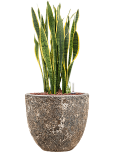 {{productViewItem.photos[photoViewList.activeNavIndex].Alt || productViewItem.photos[photoViewList.activeNavIndex].Description || 'Sansevieria trifasciata &#39;Laurentii&#39; in Baq Lava, 26067'}}