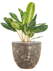 {{productViewItem.photos[photoViewList.activeNavIndex].Alt || productViewItem.photos[photoViewList.activeNavIndex].Description || 'Aglaonema &#39;Key Lime&#39; in Baq Lava, 26072'}}