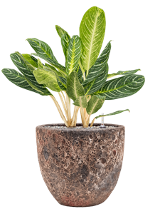 {{productViewItem.photos[photoViewList.activeNavIndex].Alt || productViewItem.photos[photoViewList.activeNavIndex].Description || 'Aglaonema &#39;Key Lime&#39; in Baq Lava, 26073'}}