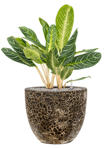 {{productViewItem.photos[photoViewList.activeNavIndex].Alt || productViewItem.photos[photoViewList.activeNavIndex].Description || 'Aglaonema &#39;Key Lime&#39; in Baq Lava, 26074'}}