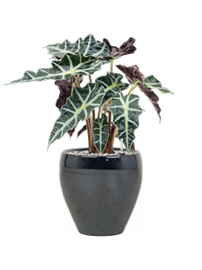 {{productViewItem.photos[photoViewList.activeNavIndex].Alt || productViewItem.photos[photoViewList.activeNavIndex].Description || 'Alocasia &#39;Polly&#39; in Amora'}}
