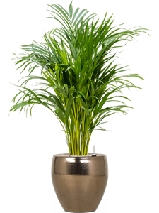 {{productViewItem.photos[photoViewList.activeNavIndex].Alt || productViewItem.photos[photoViewList.activeNavIndex].Description || 'Dypsis (Areca) lutescens in Amora, 26141'}}