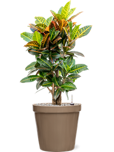 {{productViewItem.photos[photoViewList.activeNavIndex].Alt || productViewItem.photos[photoViewList.activeNavIndex].Description || 'Croton (Codiaeum) variegatum &#39;Petra&#39; in Feliz, 26151'}}