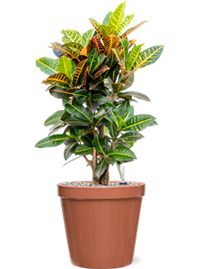 {{productViewItem.photos[photoViewList.activeNavIndex].Alt || productViewItem.photos[photoViewList.activeNavIndex].Description || 'Croton (Codiaeum) variegatum &#39;Petra&#39; in Feliz, 26152'}}