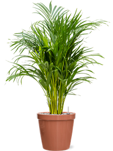 {{productViewItem.photos[photoViewList.activeNavIndex].Alt || productViewItem.photos[photoViewList.activeNavIndex].Description || 'Dypsis (Areca) lutescens in Feliz, 26197'}}