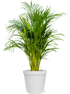 {{productViewItem.photos[photoViewList.activeNavIndex].Alt || productViewItem.photos[photoViewList.activeNavIndex].Description || 'Dypsis (Areca) lutescens in Feliz, 26198'}}