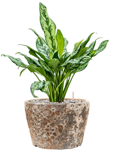 {{productViewItem.photos[photoViewList.activeNavIndex].Alt || productViewItem.photos[photoViewList.activeNavIndex].Description || 'Aglaonema &#39;Miss Julliete&#39; in Baq Lava'}}