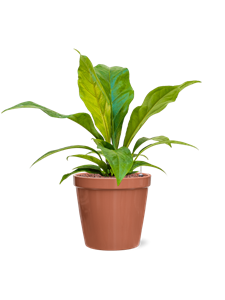 {{productViewItem.photos[photoViewList.activeNavIndex].Alt || productViewItem.photos[photoViewList.activeNavIndex].Description || 'Anthurium elipticum &#39;Jungle bush&#39; in Feliz, 26234'}}