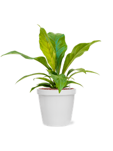 {{productViewItem.photos[photoViewList.activeNavIndex].Alt || productViewItem.photos[photoViewList.activeNavIndex].Description || 'Anthurium elipticum &#39;Jungle bush&#39; in Feliz, 26235'}}