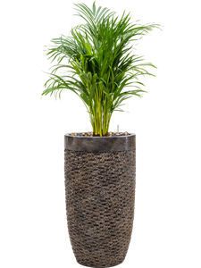 {{productViewItem.photos[photoViewList.activeNavIndex].Alt || productViewItem.photos[photoViewList.activeNavIndex].Description || 'Dypsis (Areca) lutescens in Baq Luxe Lite Universe Layer, 26244'}}