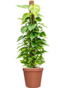 {{productViewItem.photos[photoViewList.activeNavIndex].Alt || productViewItem.photos[photoViewList.activeNavIndex].Description || 'Scindapsus (Epipremnum) &#39;Aureum&#39; in Feliz, 26263'}}