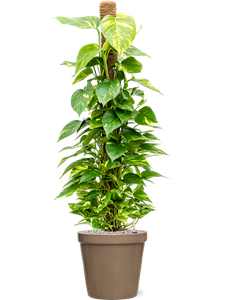 {{productViewItem.photos[photoViewList.activeNavIndex].Alt || productViewItem.photos[photoViewList.activeNavIndex].Description || 'Scindapsus (Epipremnum) &#39;Aureum&#39; in Feliz, 26264'}}