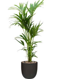 {{productViewItem.photos[photoViewList.activeNavIndex].Alt || productViewItem.photos[photoViewList.activeNavIndex].Description || 'Kentia (Howea) forsteriana in Capi Urban Smooth NL, 26281'}}