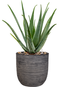 {{productViewItem.photos[photoViewList.activeNavIndex].Alt || productViewItem.photos[photoViewList.activeNavIndex].Description || 'Aloe vera barbadensis in Capi Nature Rib NL, 26289'}}