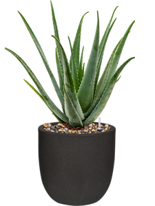 {{productViewItem.photos[photoViewList.activeNavIndex].Alt || productViewItem.photos[photoViewList.activeNavIndex].Description || 'Aloe vera barbadensis in Capi Urban Smooth NL, 26290'}}