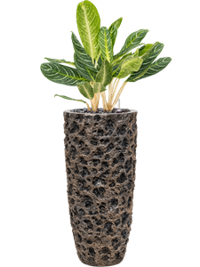 {{productViewItem.photos[photoViewList.activeNavIndex].Alt || productViewItem.photos[photoViewList.activeNavIndex].Description || 'Aglaonema &#39;Key Lime&#39; in Baq Luxe Lite Universe Moon, 26294'}}