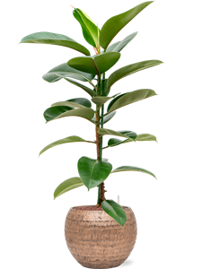 {{productViewItem.photos[photoViewList.activeNavIndex].Alt || productViewItem.photos[photoViewList.activeNavIndex].Description || 'Ficus elastica &#39;Robusta&#39; in Baq Opus Hammered, 26425'}}