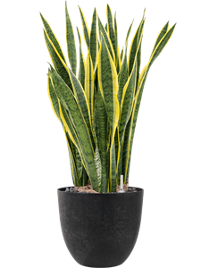 {{productViewItem.photos[photoViewList.activeNavIndex].Alt || productViewItem.photos[photoViewList.activeNavIndex].Description || 'Sansevieria trifasciata &#39;Laurentii&#39; in Artstone, 26433'}}