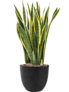 {{productViewItem.photos[photoViewList.activeNavIndex].Alt || productViewItem.photos[photoViewList.activeNavIndex].Description || 'Sansevieria trifasciata &#39;Laurentii&#39; in Artstone, 26435'}}