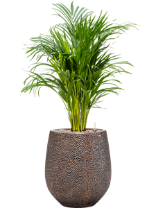 {{productViewItem.photos[photoViewList.activeNavIndex].Alt || productViewItem.photos[photoViewList.activeNavIndex].Description || 'Dypsis (Areca) lutescens in Baq Opus Hit'}}