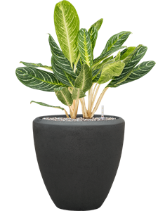 {{productViewItem.photos[photoViewList.activeNavIndex].Alt || productViewItem.photos[photoViewList.activeNavIndex].Description || 'Aglaonema &#39;Key Lime&#39; in Baq Polystone Plain'}}