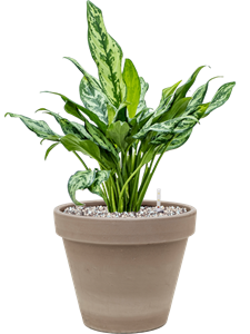 {{productViewItem.photos[photoViewList.activeNavIndex].Alt || productViewItem.photos[photoViewList.activeNavIndex].Description || 'Aglaonema &#39;Miss Julliete&#39; in Terra Cotta'}}