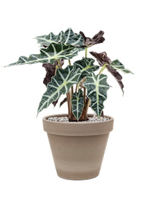 {{productViewItem.photos[photoViewList.activeNavIndex].Alt || productViewItem.photos[photoViewList.activeNavIndex].Description || 'Alocasia &#39;Polly&#39; in Terra Cotta'}}