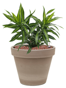 {{productViewItem.photos[photoViewList.activeNavIndex].Alt || productViewItem.photos[photoViewList.activeNavIndex].Description || 'Pleomele (Dracaena) reflexa &#39;Song of Jamaica&#39; in Terra Cotta'}}