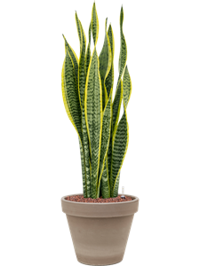 {{productViewItem.photos[photoViewList.activeNavIndex].Alt || productViewItem.photos[photoViewList.activeNavIndex].Description || 'Sansevieria trifasciata &#39;Laurentii&#39; in Terra Cotta, 26496'}}