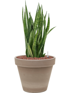 {{productViewItem.photos[photoViewList.activeNavIndex].Alt || productViewItem.photos[photoViewList.activeNavIndex].Description || 'Sansevieria kirkii in Terra Cotta, 26499'}}