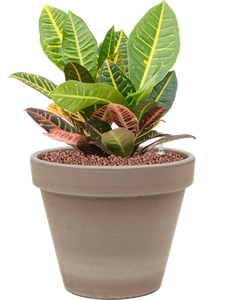 {{productViewItem.photos[photoViewList.activeNavIndex].Alt || productViewItem.photos[photoViewList.activeNavIndex].Description || 'Croton (Codiaeum) variegatum &#39;Petra&#39; in Terra Cotta, 26502'}}