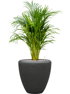 {{productViewItem.photos[photoViewList.activeNavIndex].Alt || productViewItem.photos[photoViewList.activeNavIndex].Description || 'Dypsis (Areca) lutescens in Baq Polystone Plain, 26535'}}