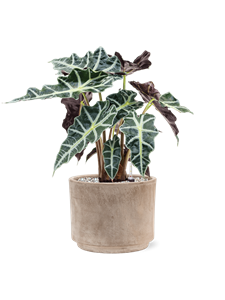 {{productViewItem.photos[photoViewList.activeNavIndex].Alt || productViewItem.photos[photoViewList.activeNavIndex].Description || 'Alocasia &#39;Polly&#39; in Terra Cotta, 26537'}}