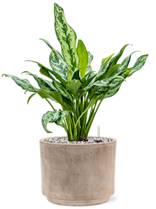 {{productViewItem.photos[photoViewList.activeNavIndex].Alt || productViewItem.photos[photoViewList.activeNavIndex].Description || 'Aglaonema &#39;Miss Julliete&#39; in Terra Cotta, 26539'}}