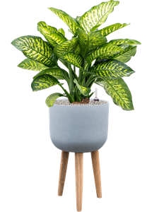 {{productViewItem.photos[photoViewList.activeNavIndex].Alt || productViewItem.photos[photoViewList.activeNavIndex].Description || 'Dieffenbachia seguine &#39;Maroba&#39; in Refined Retro With Feet, 26542'}}