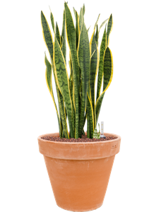 {{productViewItem.photos[photoViewList.activeNavIndex].Alt || productViewItem.photos[photoViewList.activeNavIndex].Description || 'Sansevieria trifasciata &#39;Laurentii&#39; in Terra Cotta, 26568'}}