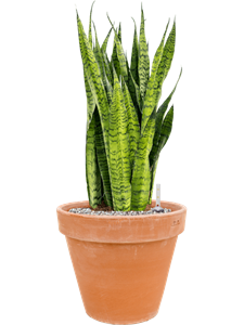 {{productViewItem.photos[photoViewList.activeNavIndex].Alt || productViewItem.photos[photoViewList.activeNavIndex].Description || 'Sansevieria zeylanica in Terra Cotta, 26570'}}