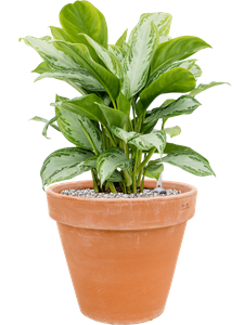 {{productViewItem.photos[photoViewList.activeNavIndex].Alt || productViewItem.photos[photoViewList.activeNavIndex].Description || 'Aglaonema &#39;Silver Bay&#39; in Terra Cotta, 26573'}}