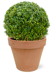 {{productViewItem.photos[photoViewList.activeNavIndex].Alt || productViewItem.photos[photoViewList.activeNavIndex].Description || 'Buxus sempervirens in Terra Cotta'}}